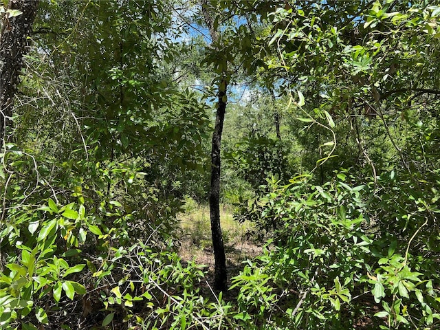 NE 70th Ave, High Springs, FL 32643 - photo 16