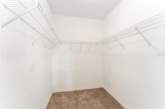 8036 SW 72nd Pl, Gainesville, FL 32608 - walk in closet featuring carpet