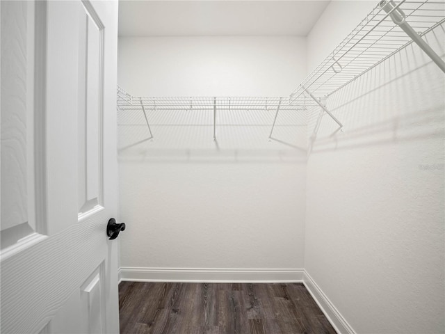 spacious closet featuring dark wood-type flooring