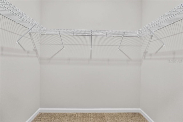 spacious closet with carpet flooring