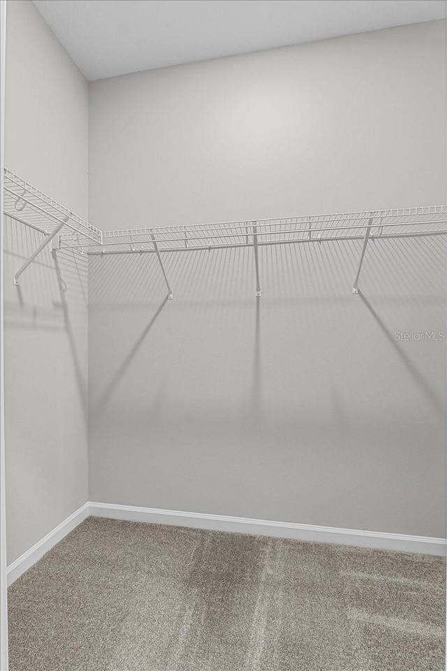 spacious closet with carpet flooring