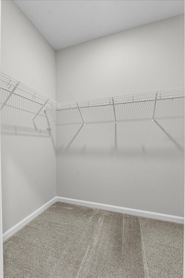 walk in closet with carpet floors