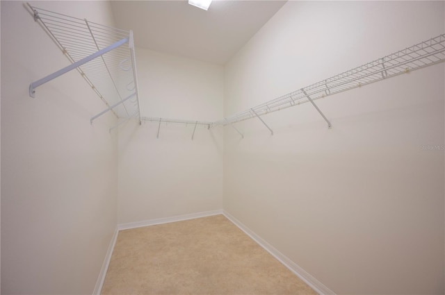 walk in closet featuring carpet flooring