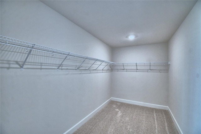 walk in closet featuring carpet floors
