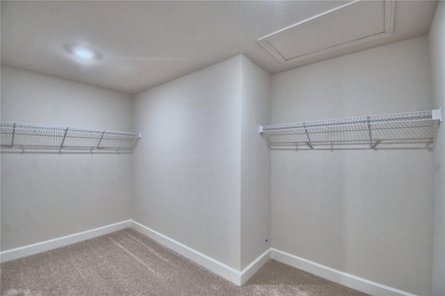 spacious closet featuring carpet flooring