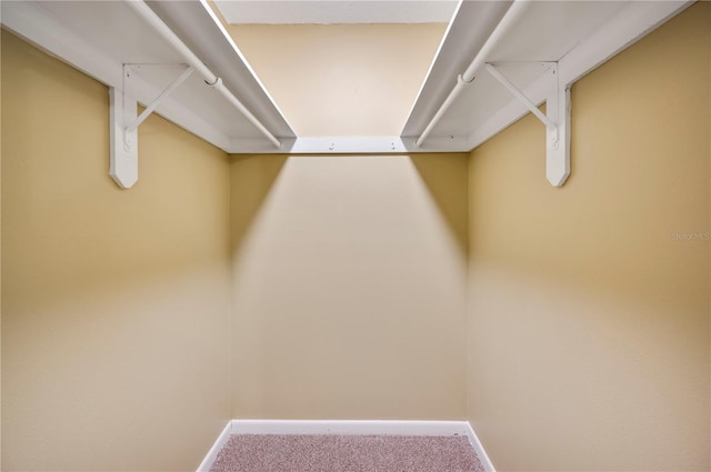 spacious closet featuring carpet floors