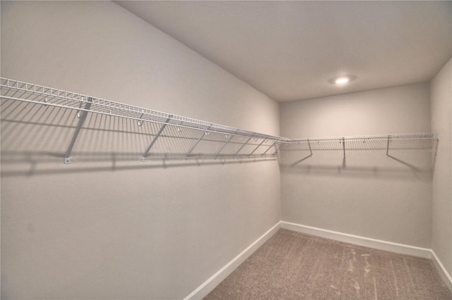 spacious closet featuring carpet