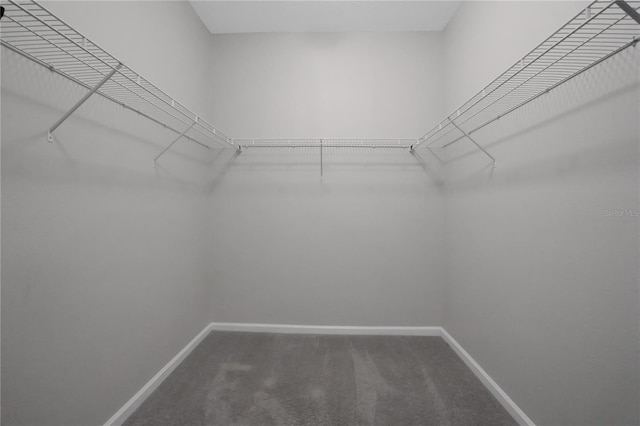 walk in closet featuring carpet