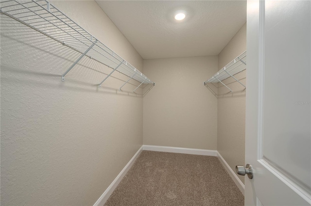 walk in closet with carpet flooring