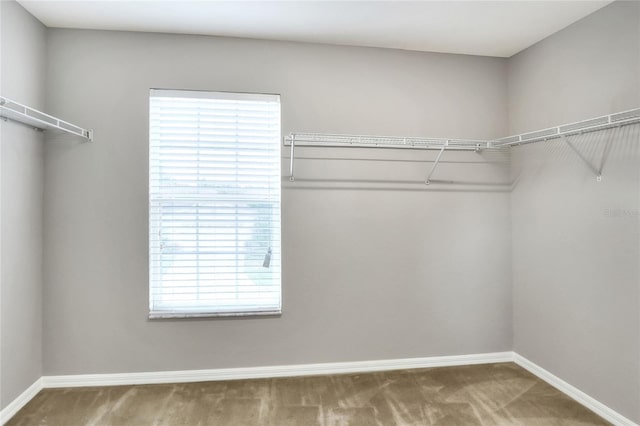 spacious closet with carpet