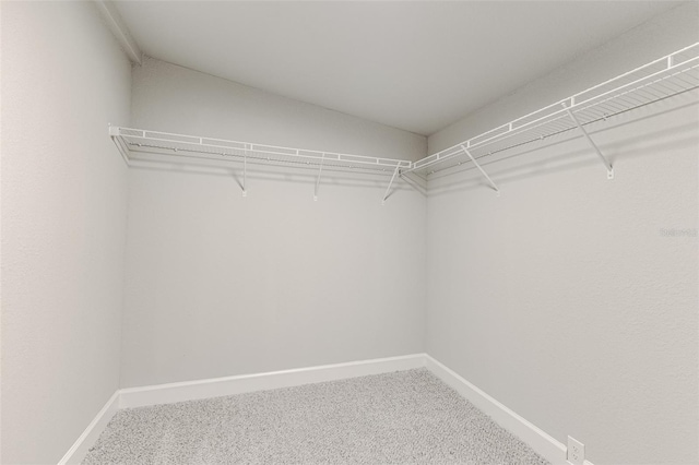 walk in closet with carpet flooring