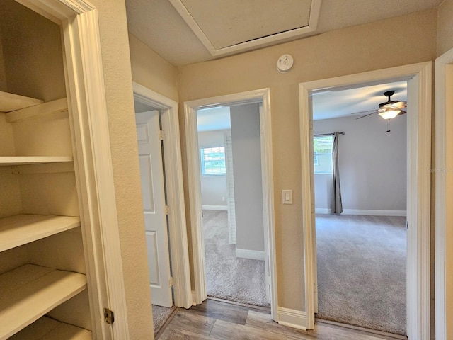 hallway featuring a healthy amount of sunlight and carpet