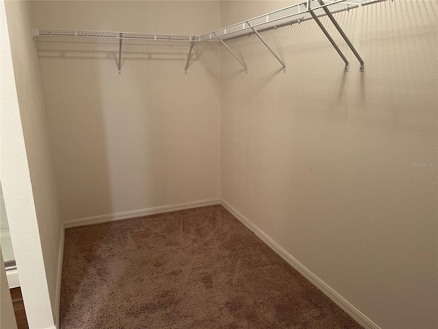 walk in closet with carpet flooring