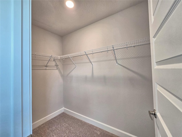 walk in closet featuring carpet floors