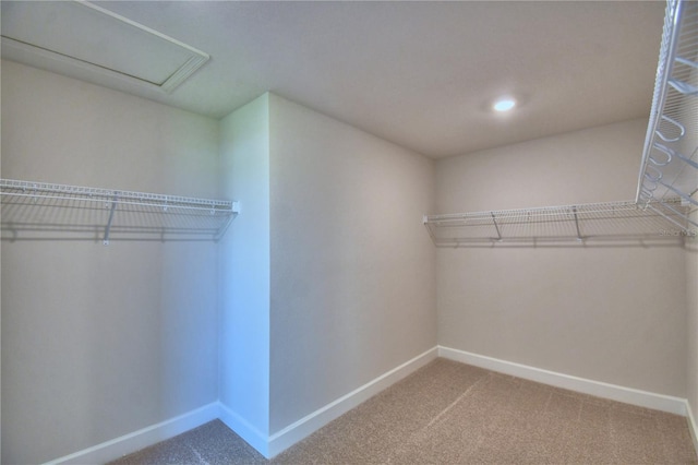 walk in closet featuring carpet flooring