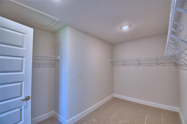 walk in closet featuring carpet floors