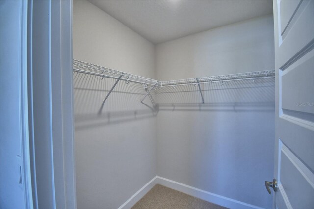 walk in closet with carpet floors