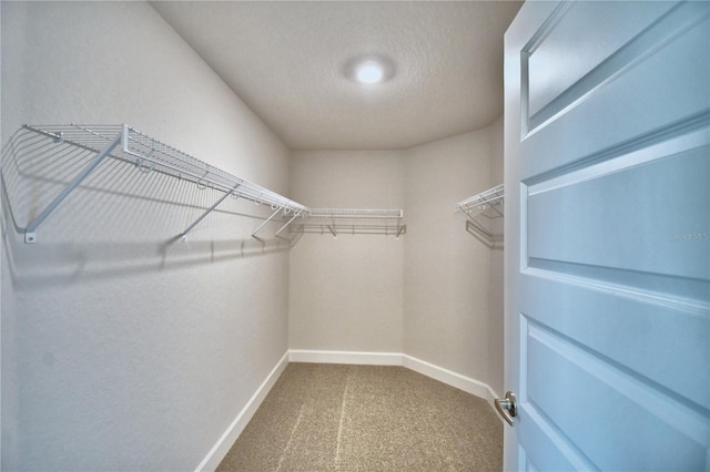 spacious closet featuring carpet flooring