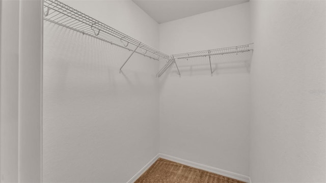 spacious closet featuring carpet flooring