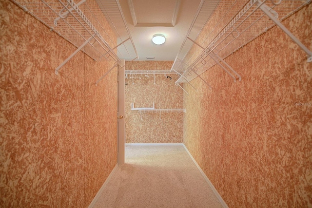 spacious closet featuring carpet flooring