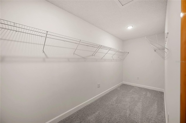 spacious closet featuring carpet flooring