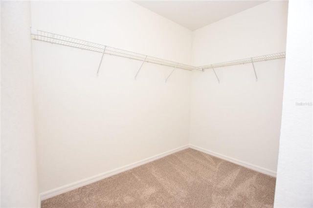 walk in closet with carpet floors