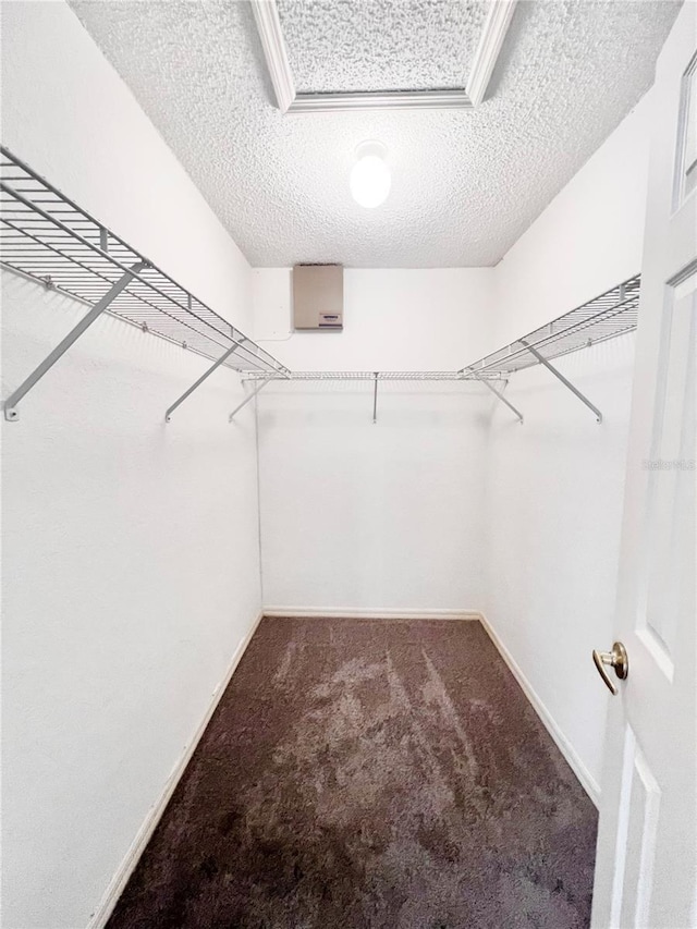 walk in closet featuring carpet floors