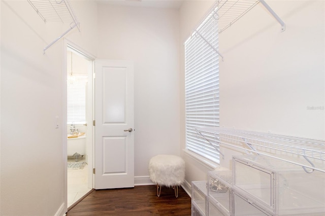 spacious closet with dark hardwood / wood-style floors