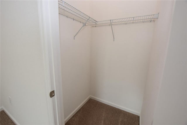 walk in closet featuring carpet flooring