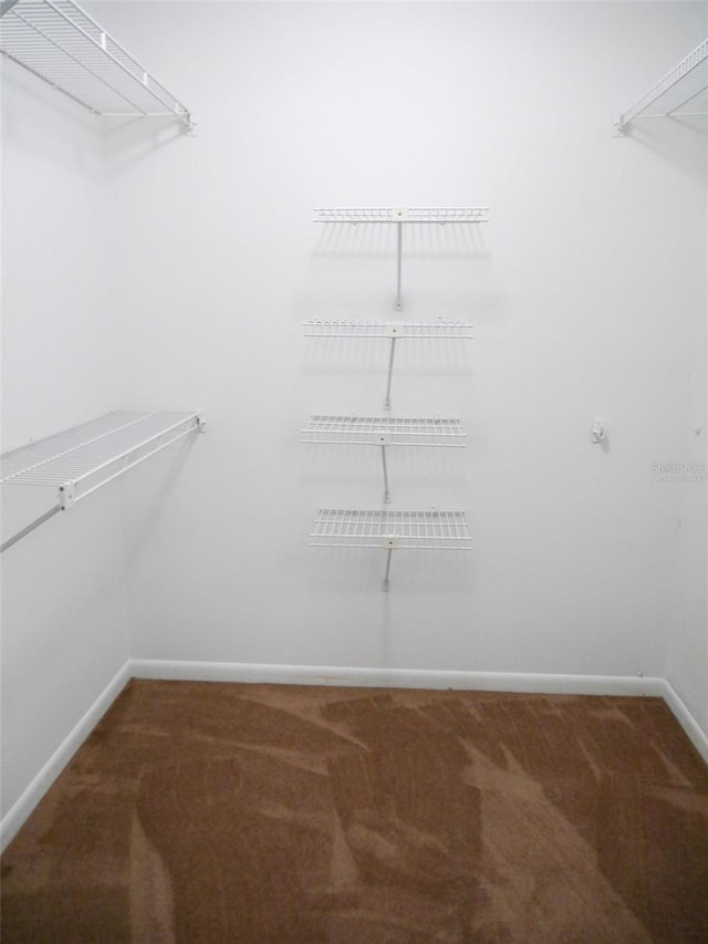 walk in closet with carpet flooring