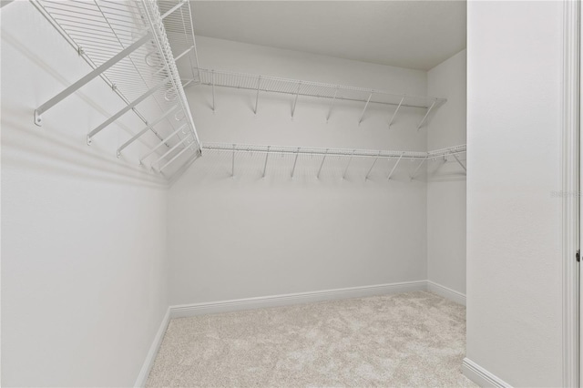 walk in closet featuring carpet flooring