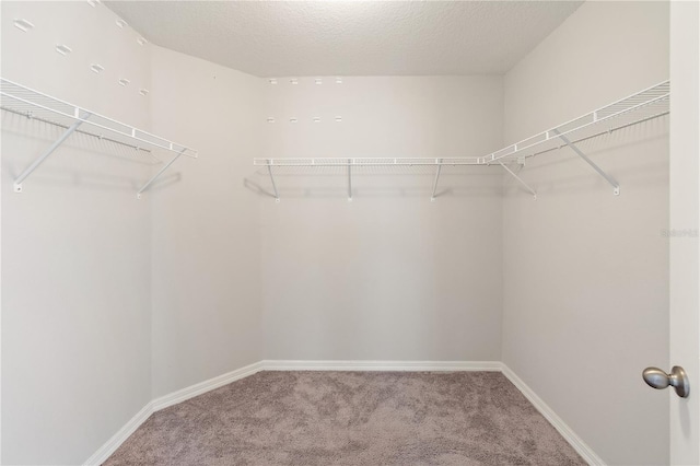 spacious closet featuring carpet floors