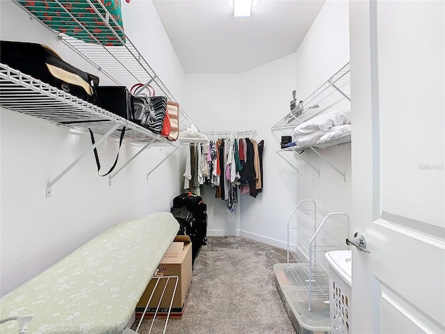 spacious closet featuring carpet floors