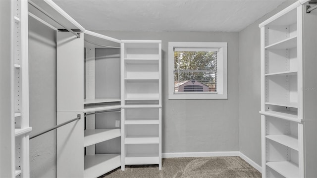 walk in closet featuring carpet floors