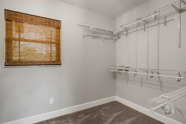 walk in closet with carpet flooring