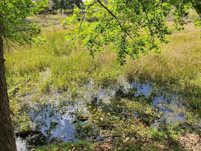 8922 Pritcher Rd, Lithia, FL 33547 - view of undeveloped land