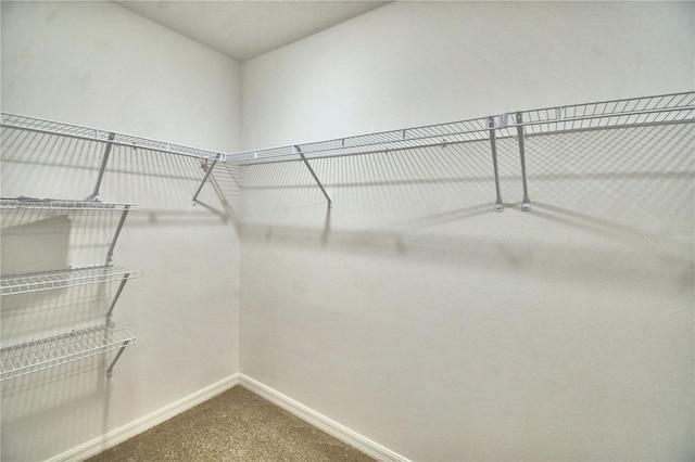 walk in closet featuring carpet flooring
