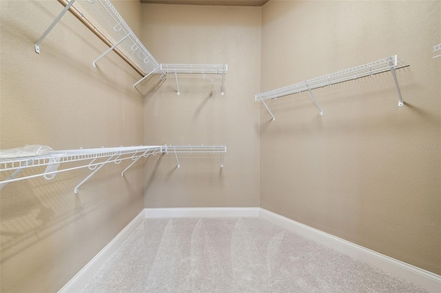 spacious closet featuring carpet