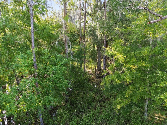 15354 Sweet Springs Bnd, Odessa, FL 33556 - view of woods