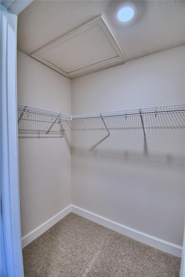 spacious closet featuring carpet and attic access