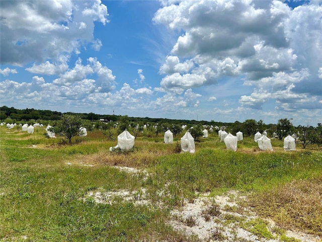2600 E Oak Island Rd, Avon Park, FL 33825 - photo 8