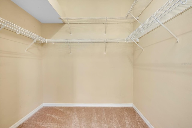 walk in closet with carpet flooring