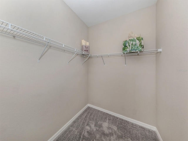 walk in closet with carpet