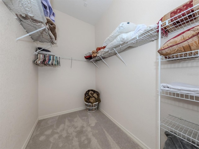 walk in closet with carpet floors