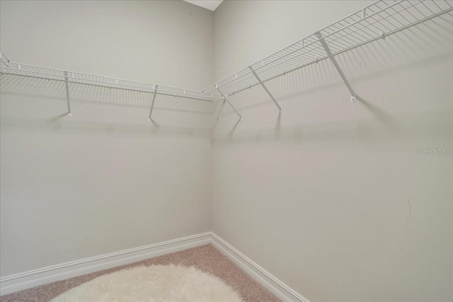 walk in closet featuring carpet flooring