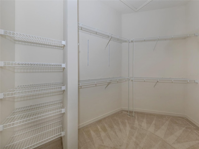 walk in closet featuring carpet flooring