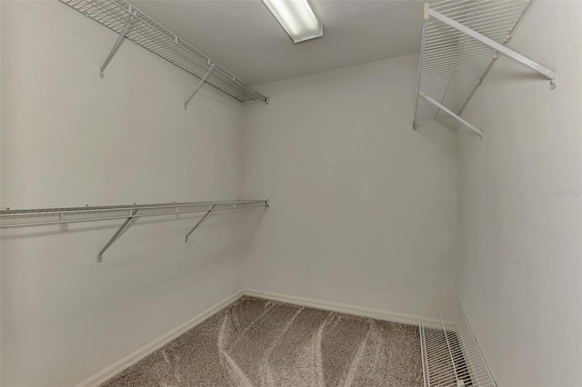 spacious closet featuring carpet flooring