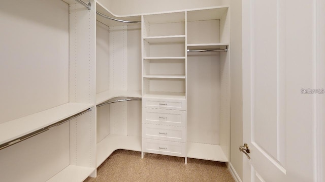 spacious closet featuring carpet