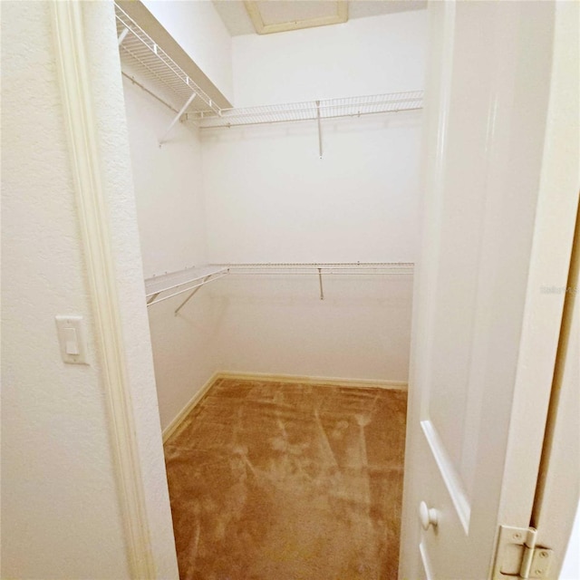 spacious closet featuring carpet