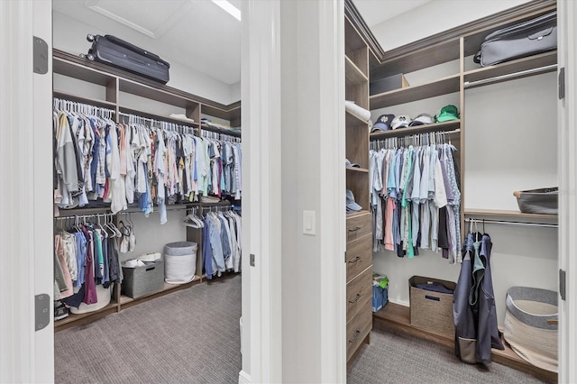 spacious closet featuring carpet